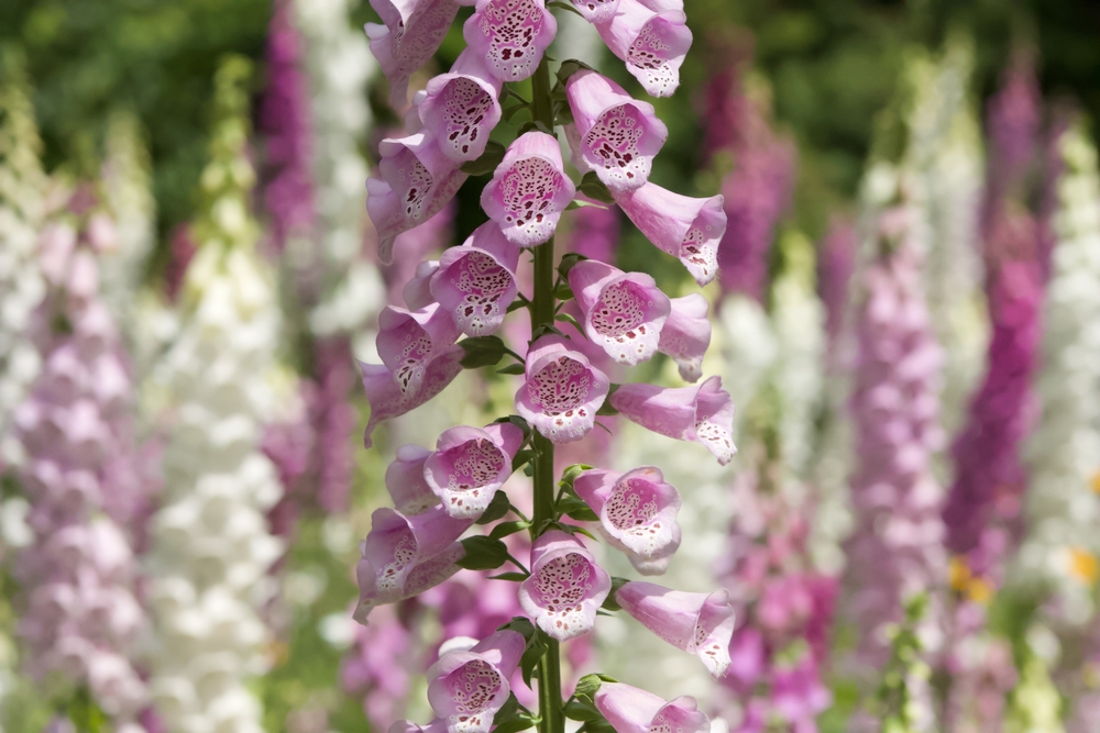 15+ Poisonous Plants to Keep out of Your Home and Yard - Featured image