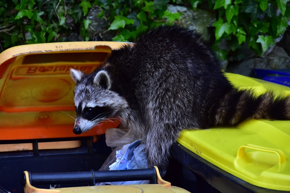 Simmerath, North Rhine-Westphalia, Germany, 16 May 2019. In Germany, as well as in other European countries, raccoons are considered invasive and are not very popular.