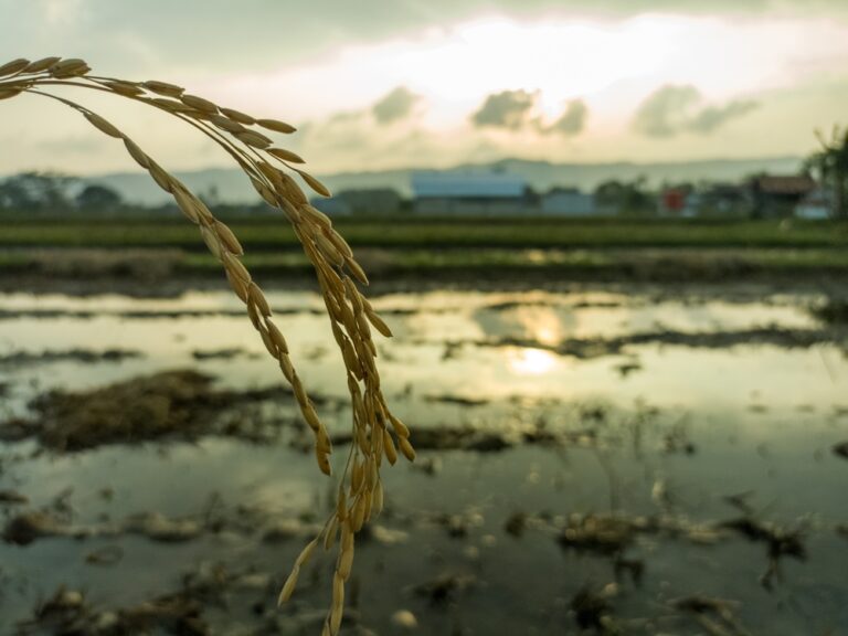 The World’s Most Important Crop Is Losing the Battle Against Global Warming - Featured image