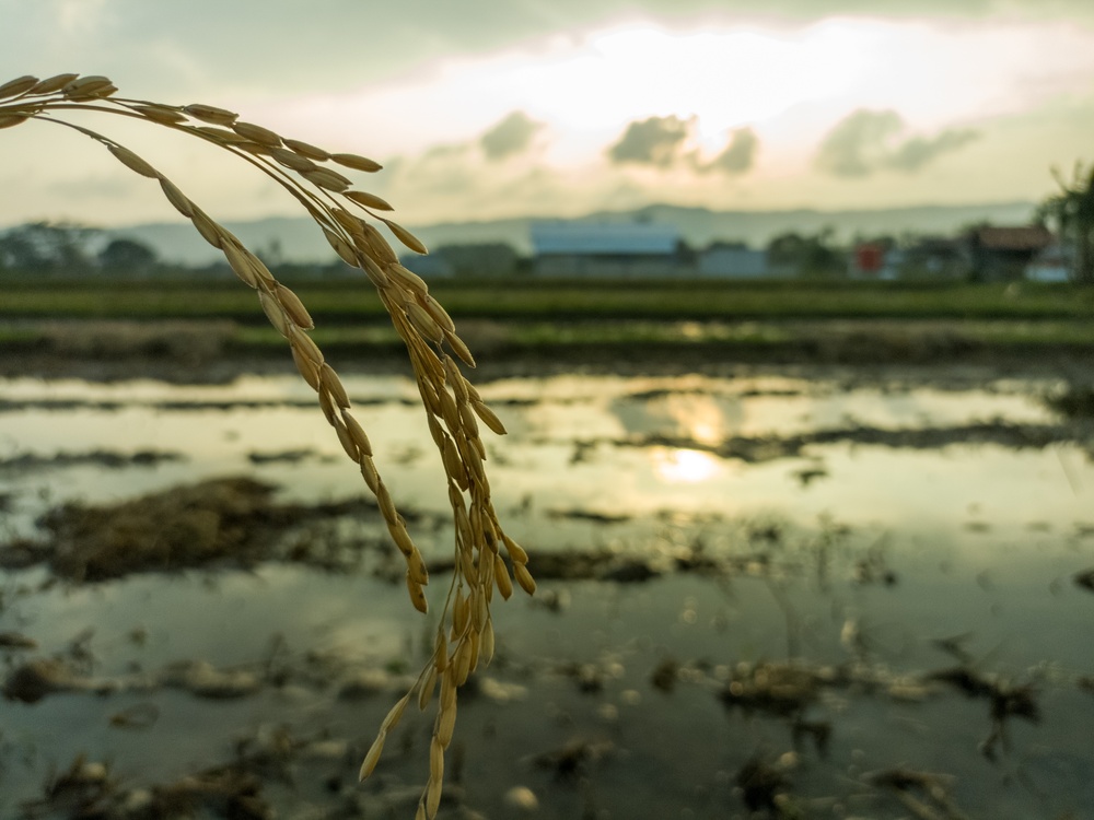 The World’s Most Important Crop Is Losing the Battle Against Global Warming - Featured image