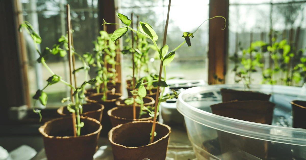 Fresh seedlings growing indoors, bathed in natural sunlight in a greenhouse setting.