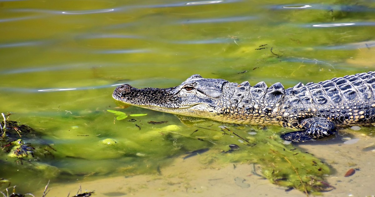 An American alligator swimming in a Sarasota, Florida wetland under the bright sun.