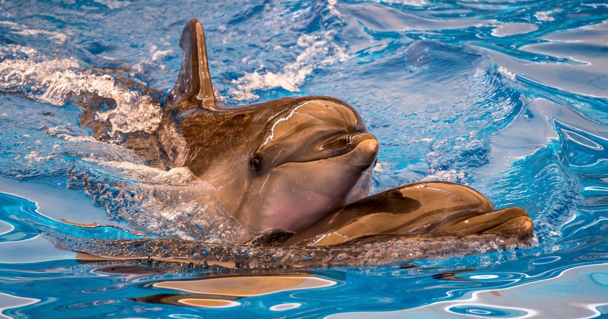 Two dolphins enjoying a playful swim in a crystal-clear water pool.