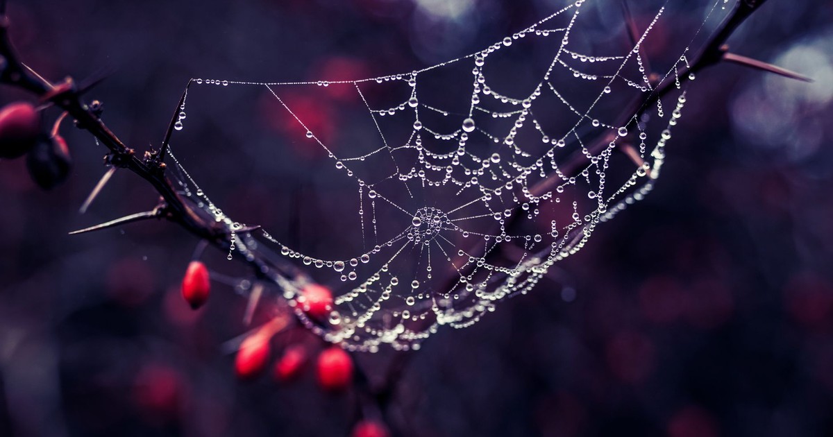 A close-up of dewdrops on a spider web woven across a thorny branch during autumn.