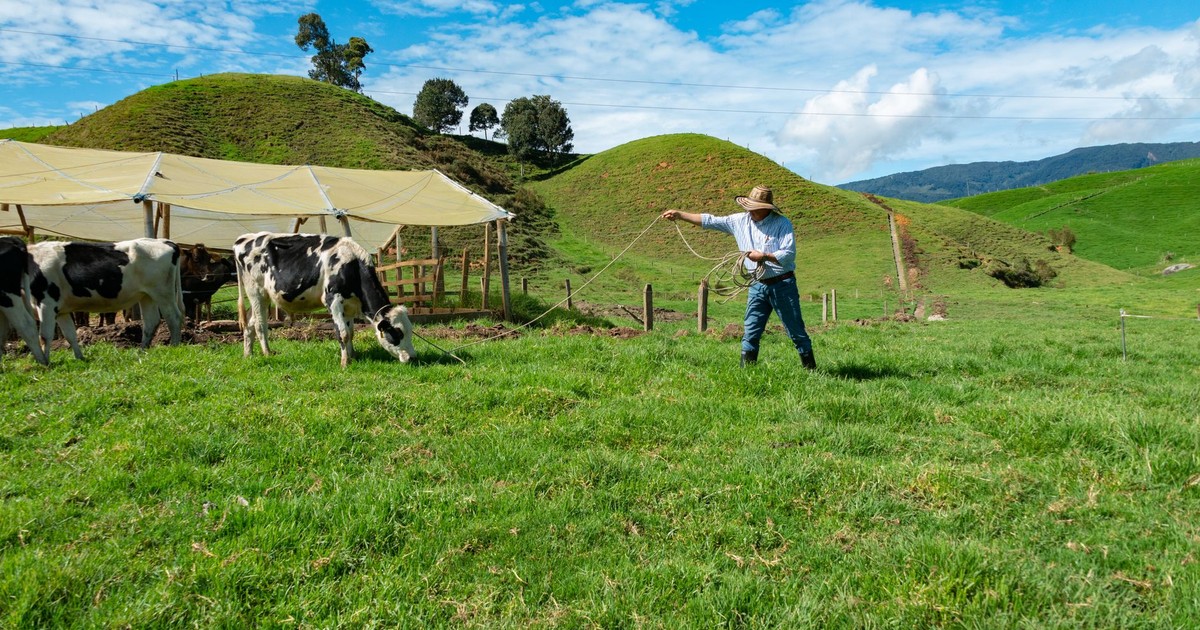 A farmer in a hat herding cattle on a green hillside under a clear blue sky.