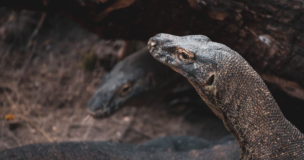 Komodo dragons in their natural habitat, showcasing their rugged texture and wild environment.