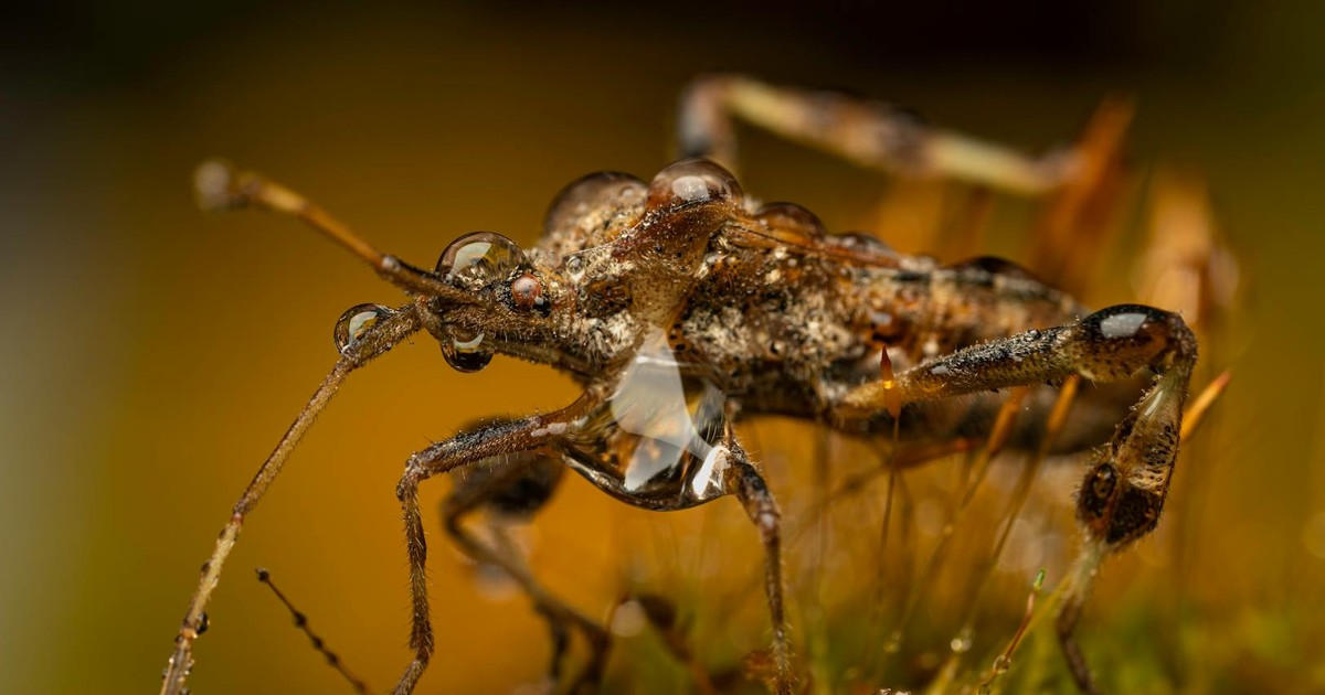 Close-up image of an assassin bug showcasing intricate details and water droplets.