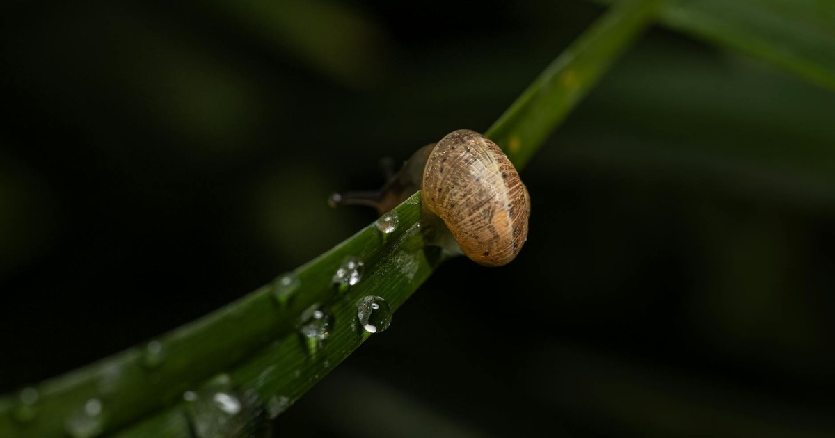 Close-up of a snail on a dewy green leaf, showcasing nature's small details.