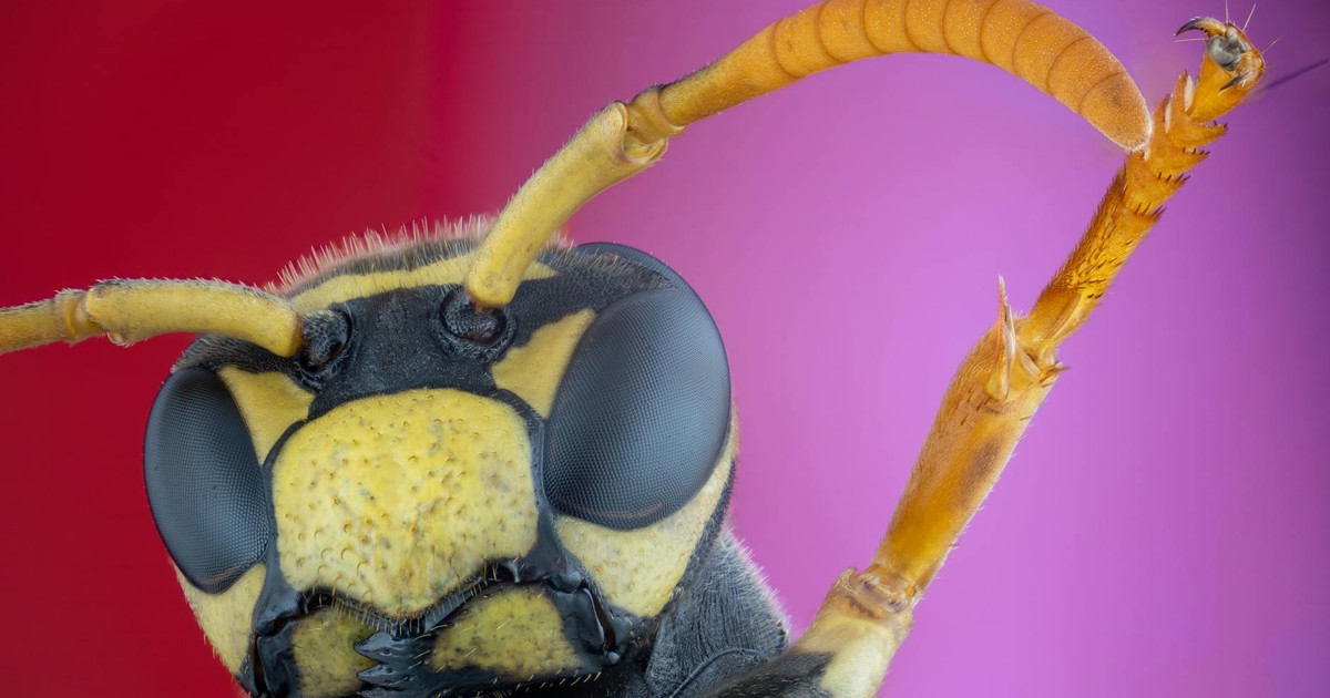 Detailed macro photograph showcasing a wasp's features on a vibrant background.