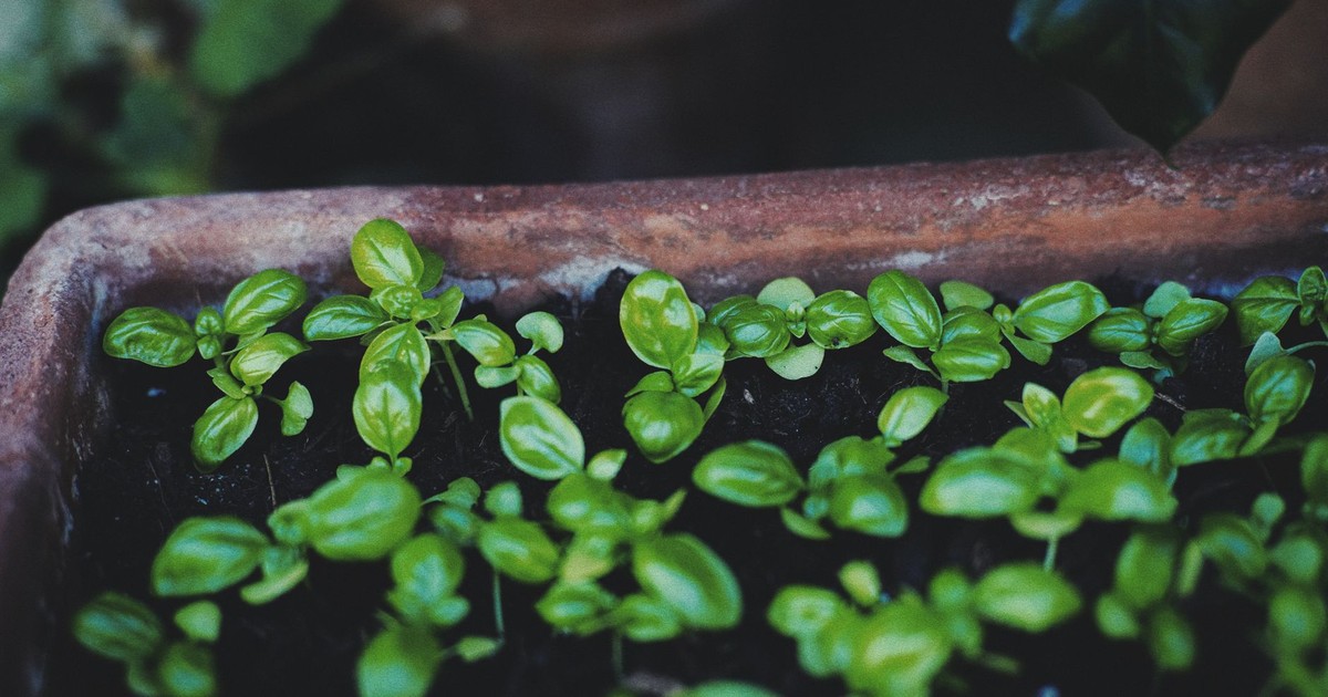 Vibrant young basil plants thriving in a terracotta flower pot, showcasing lush green leaves.