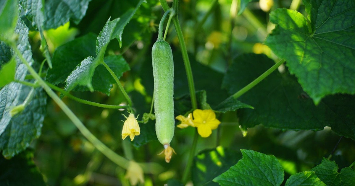 Close-up of a growing cucumber hanging from the vine with surrounding green leaves and yellow flowers.