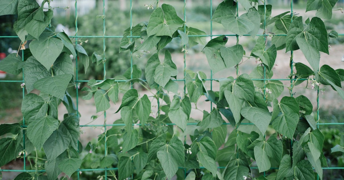 Lush green bean plants climb a sturdy garden trellis in an outdoor setting.