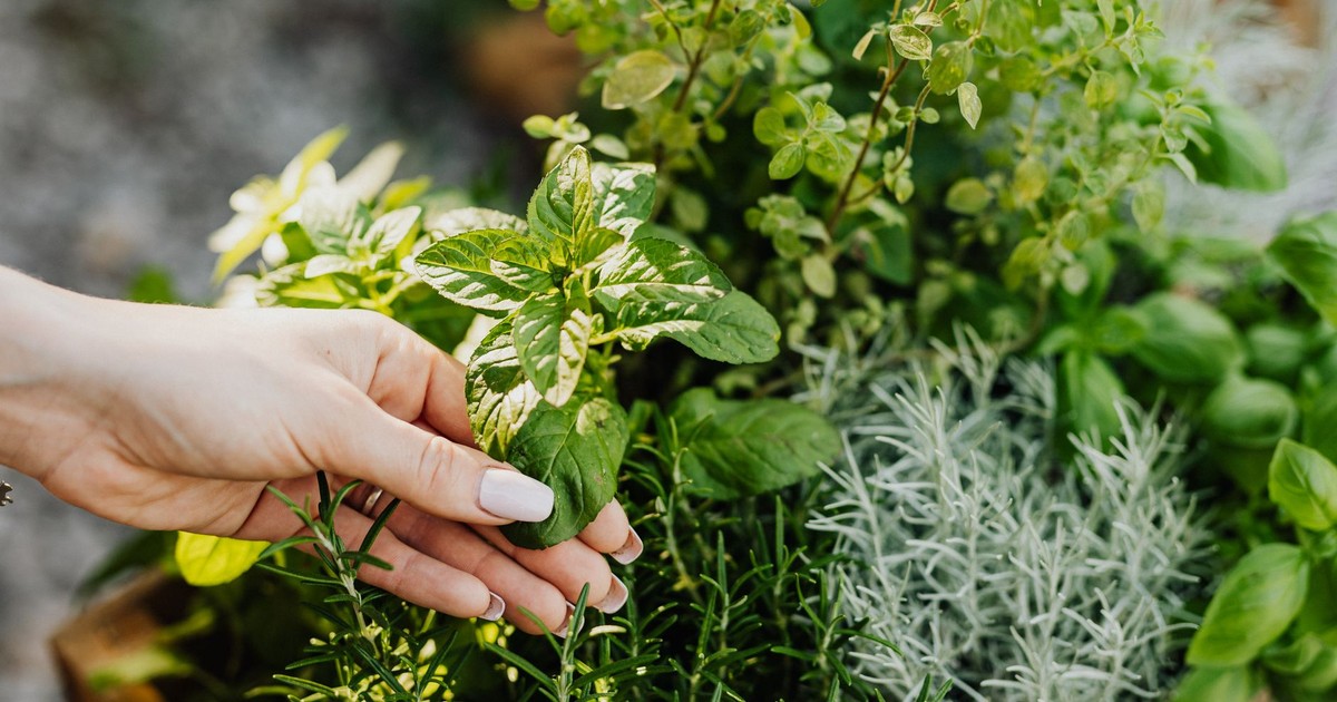 A hand delicately holds fresh herbs including mint and rosemary from a lush garden.