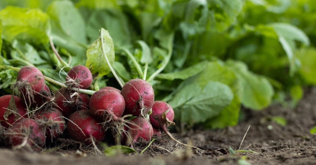 Close-up of freshly harvested organic radishes with green leaves in a garden setting.