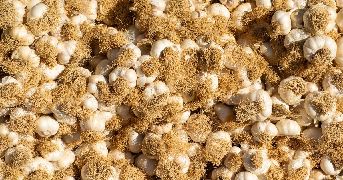 Close-up of fresh garlic bulbs with roots exposed, showcasing organic texture.