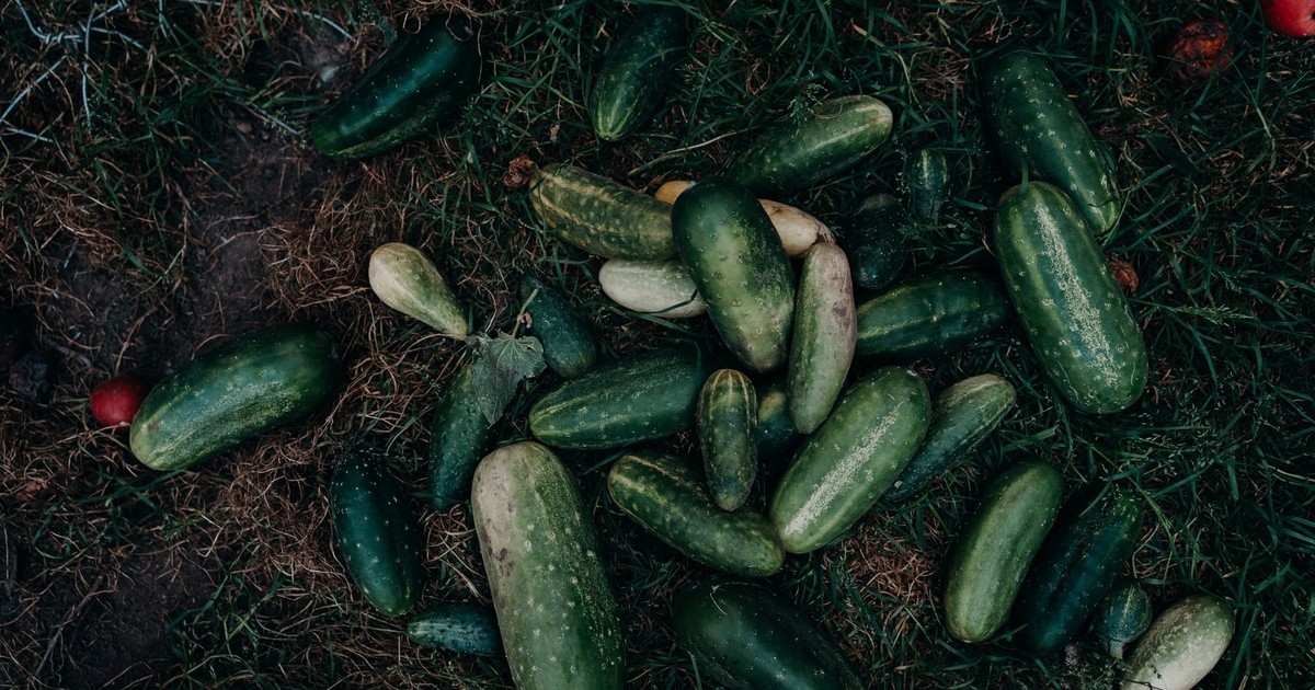 A variety of freshly harvested cucumbers scattered on grass, showcasing organic produce.