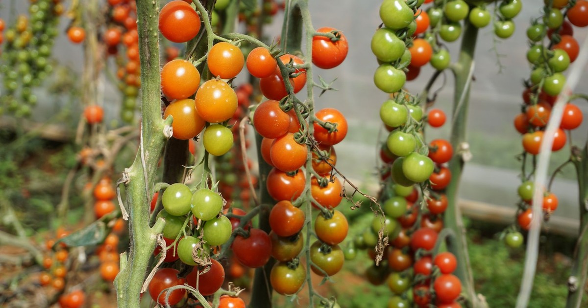 Close-up of cherry tomatoes ripening on the vine in a greenhouse setting.