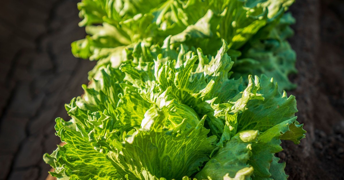 Close-up of lush green lettuce growing outdoors, showcasing fresh leafy vegetables in natural sunlight.