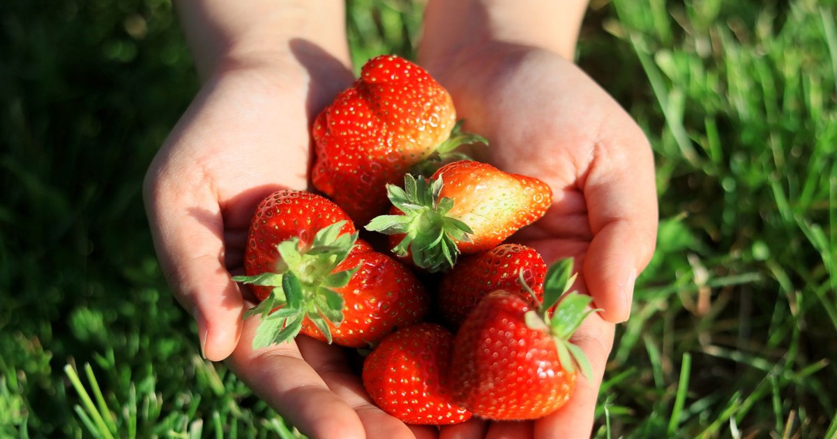 A pair of hands holding fresh, vibrant strawberries in a grassy outdoor setting.