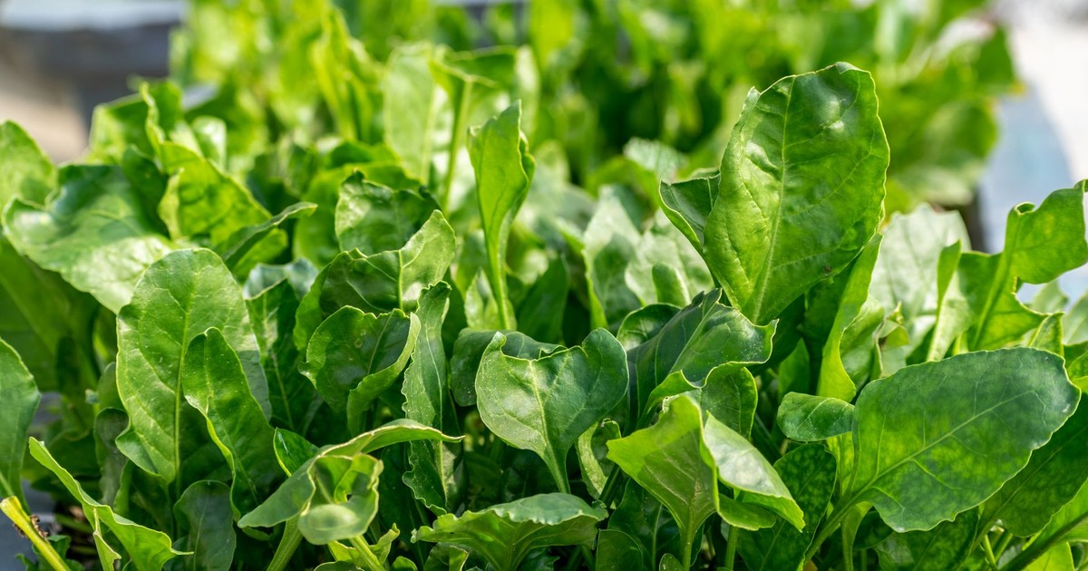 Vibrant green spinach leaves growing in a sunlit garden, showcasing nature's freshness.