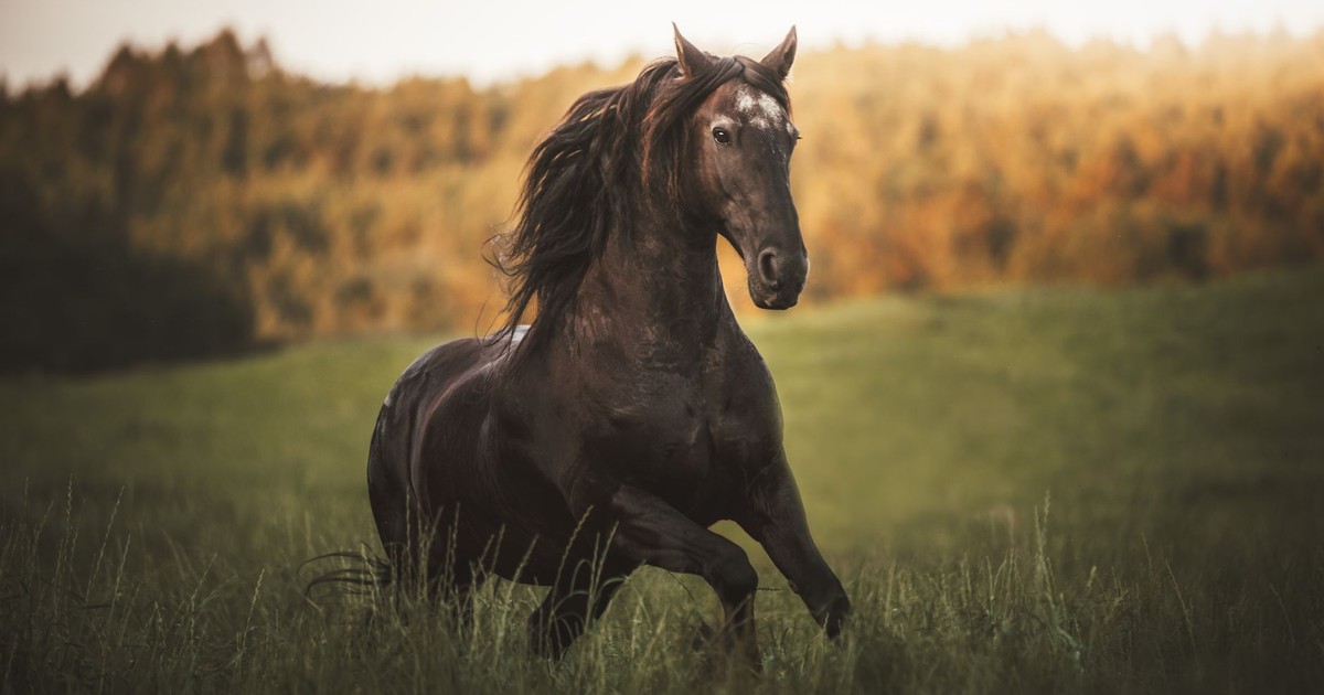 A stunning black horse running freely in a sunlit meadow.