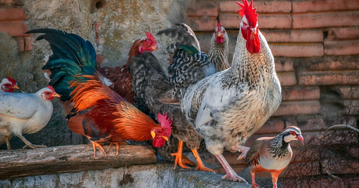 A colorful assortment of roosters and chickens in a farm setting, showcasing vibrant plumage.