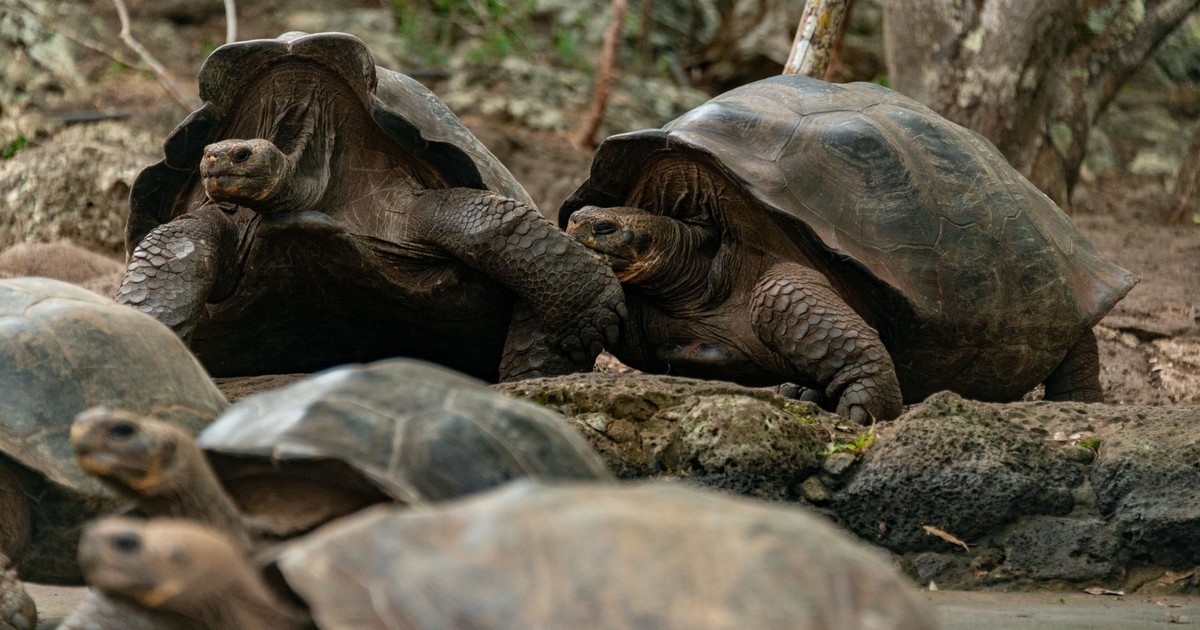 Close-up photograph of giant tortoises resting in their natural environment.