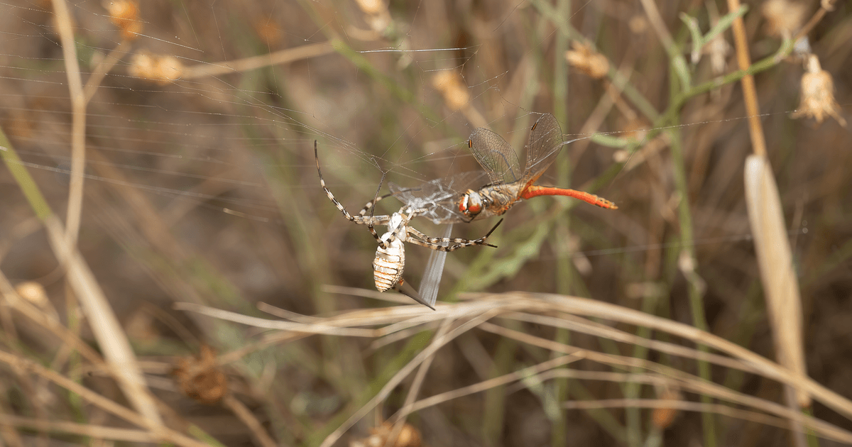 A wasp spider (Argiope bruennichi) traps a dragonfly in its web amidst dry grass.