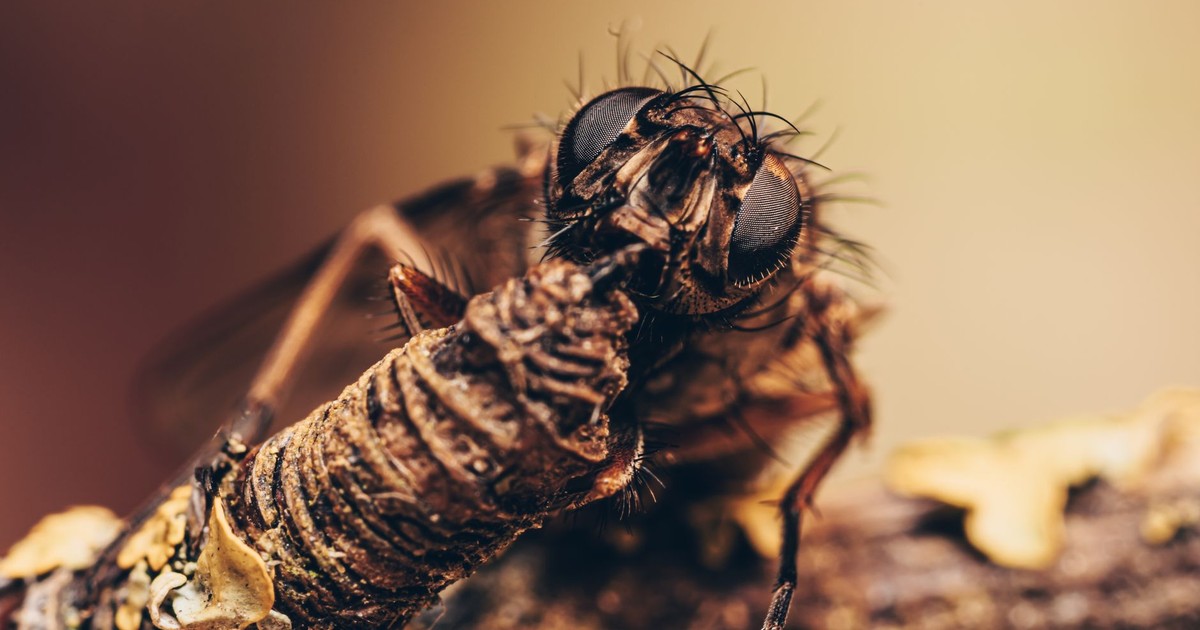 Detailed macro shot of a hairy fly gripping a twig, showcasing intricate textures.