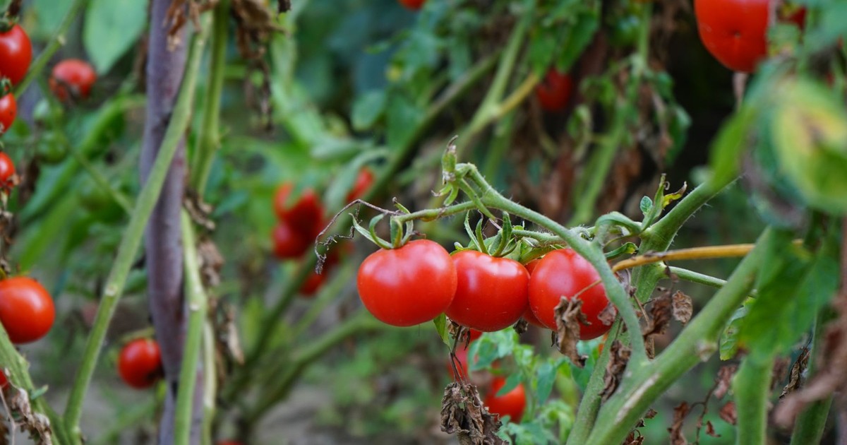 Vibrant red tomatoes on vine in a garden, showcasing fresh organic produce.