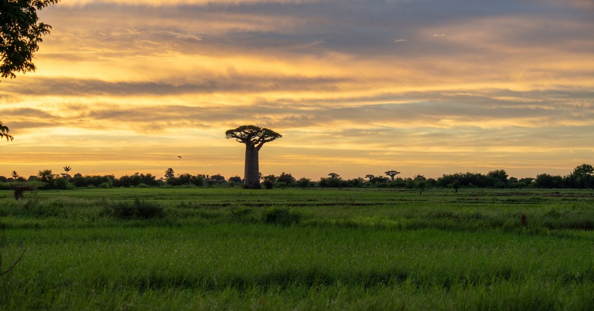 Serene sunset over a field with majestic baobab trees in Madagascar.