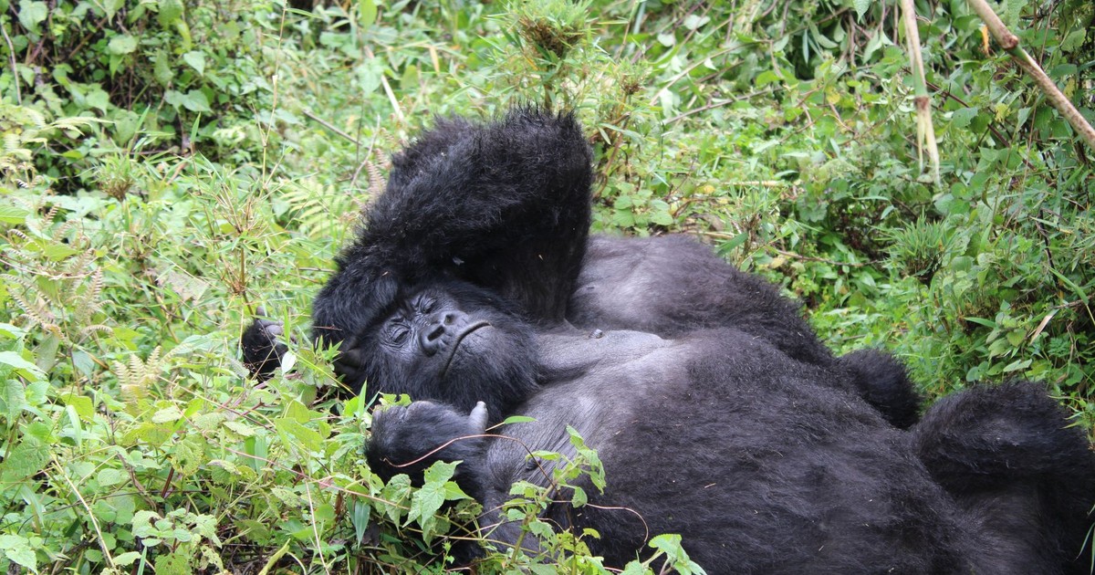 A mountain gorilla resting amidst lush greenery in Kinigi, Rwanda.