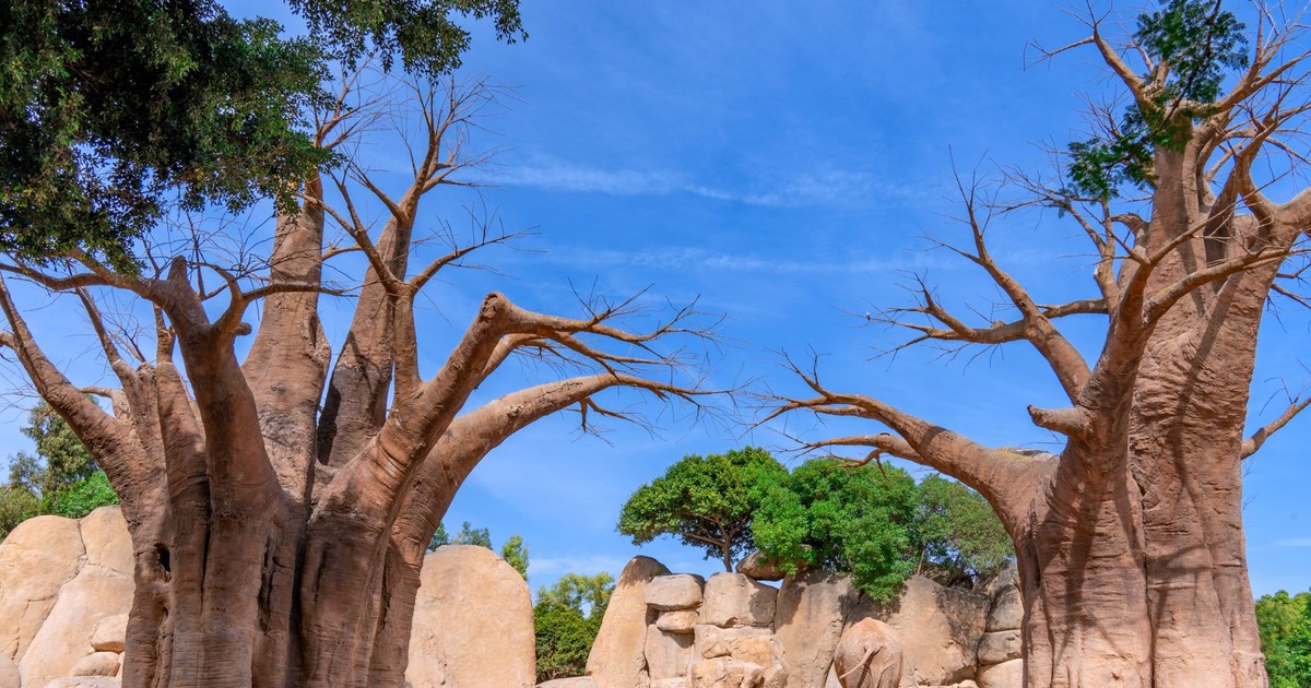 Striking baobab trees in a serene landscape, captured in Valencia, Spain, under a vibrant blue sky.