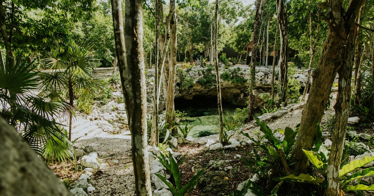 Discover a hidden cenote surrounded by lush jungle trees and foliage.