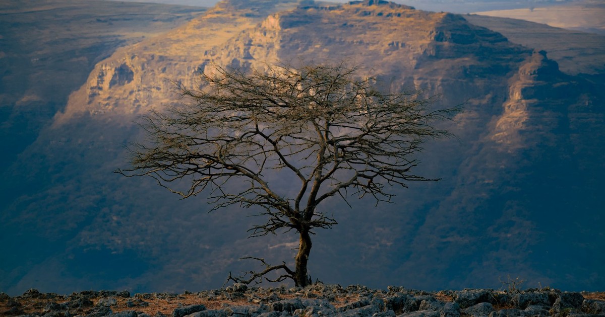 A solitary tree on a rocky cliff overlooks vast, rugged mountains at sunset, showcasing nature's raw beauty.