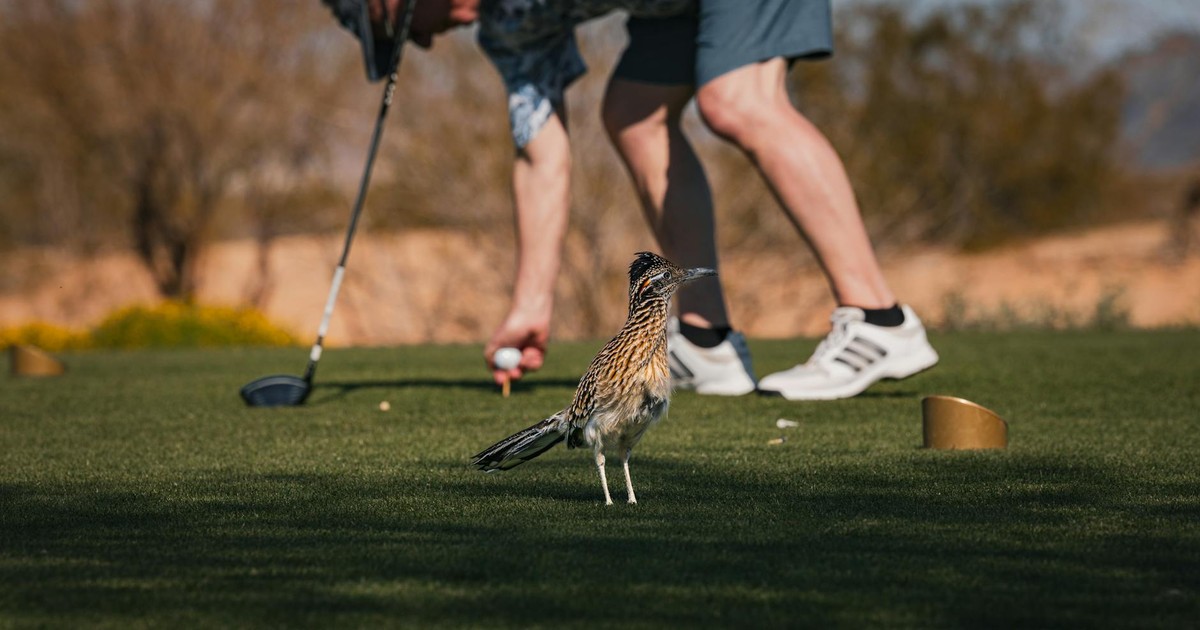 A roadrunner struts on a golf course with a golfer in the background in Scottsdale, Arizona.