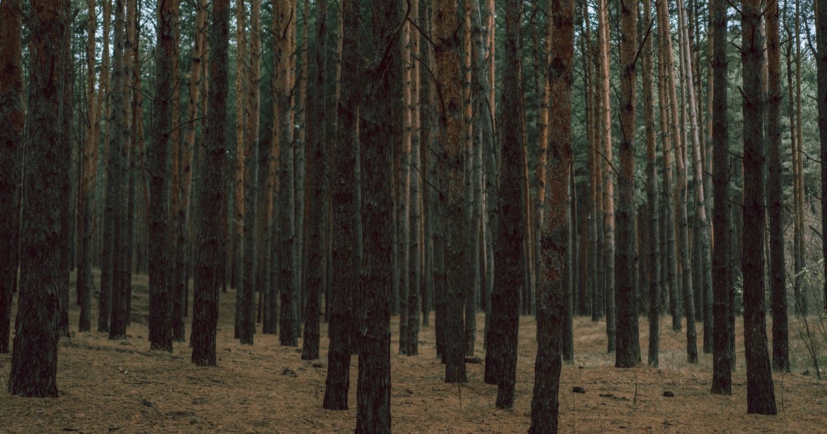 A tranquil pine forest with tall, dense tree trunks offering a serene nature view.