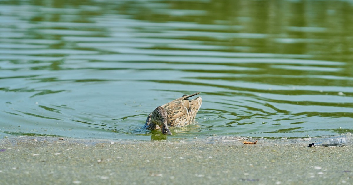 A duck drinking water from the pond, near litter, highlighting pollution.