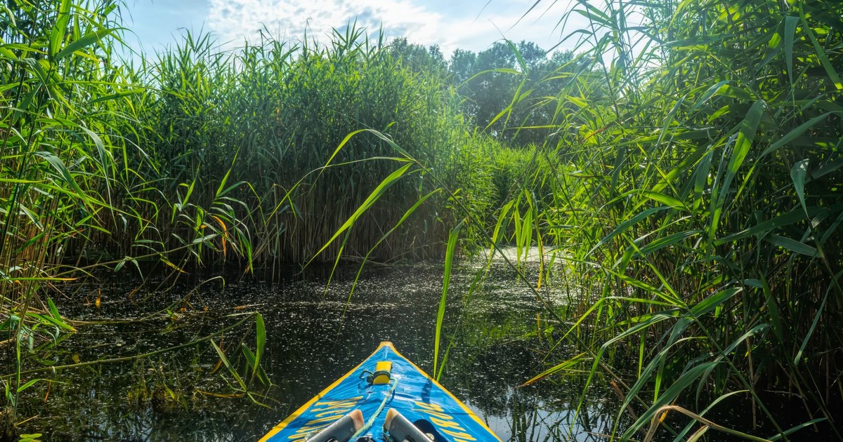 A peaceful kayak journey through lush reeds on a calm river in Kherson, Ukraine, under a bright sky.