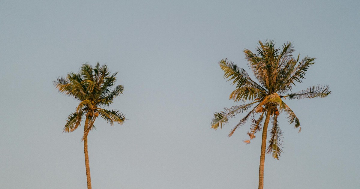 Two palm trees stand tall against a serene blue sky, evoking a tropical vacation vibe.