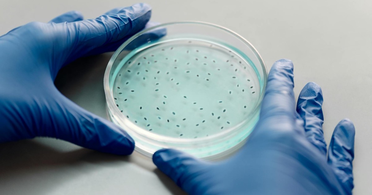 Gloved hands handling a filled petri dish, ideal for microbiology research visuals.