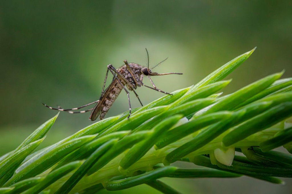 Google wants to release 64 million bacteria-infected mosquitoes in the US — here’s why - Featured image