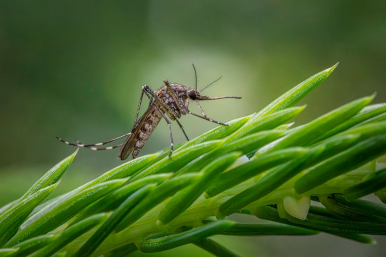 Google wants to release 64 million bacteria-infected mosquitoes in the US — here’s why - Featured image