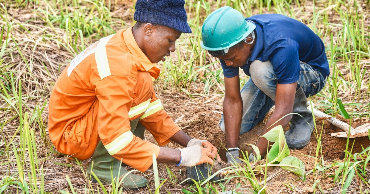 Two men planting crops in an agricultural field while wearing safety gear.