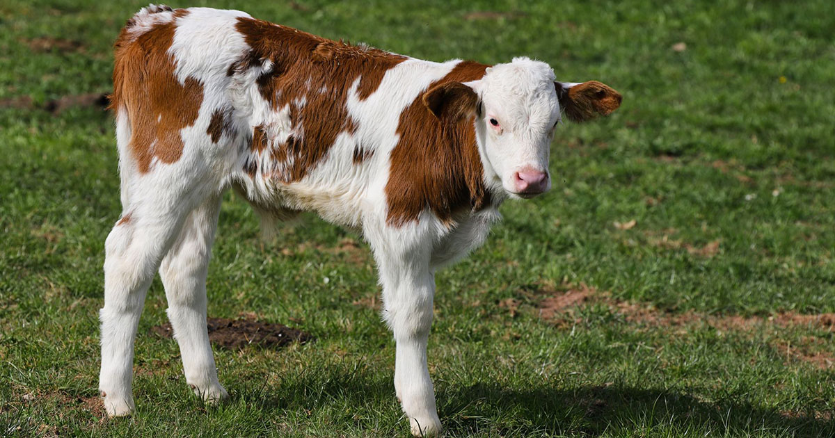 Trump’s Great State Fair Had Empty Lawns and a Cow Named Melania