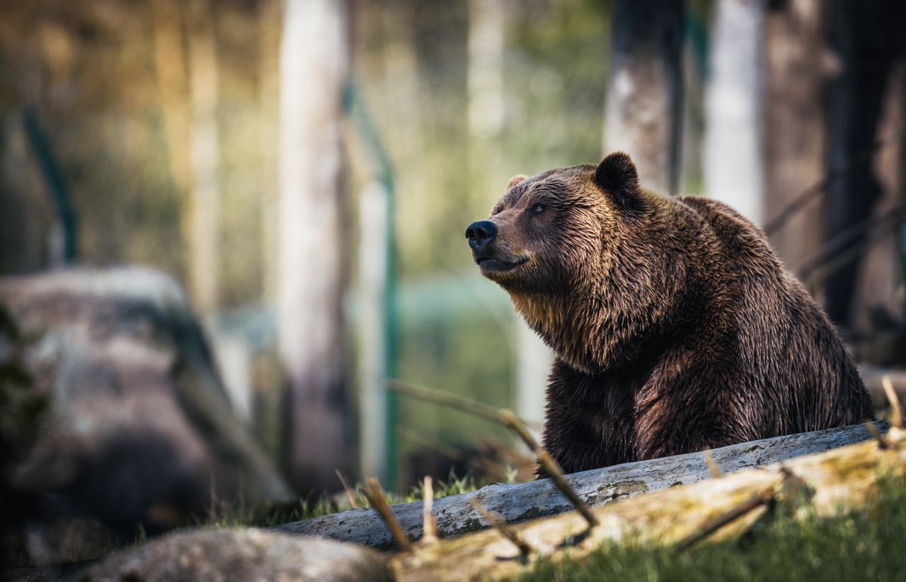 The Most Dangerous Animal in Every State