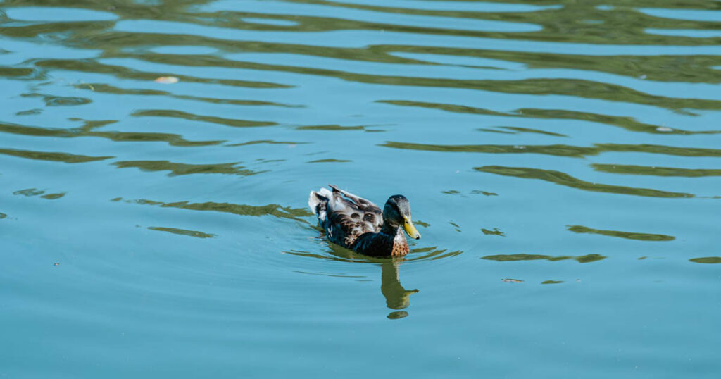 Dead Duck Found in Reflecting Pool After Trump Advised Using Hydrogen Peroxide - Featured image