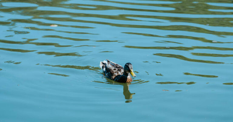 Dead Duck Found in Reflecting Pool After Trump Advised Using Hydrogen Peroxide - Featured image