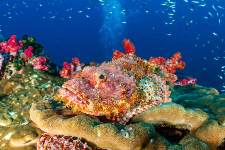 15+ Most Dangerous Creatures You Have Never Heard Of - Featured image