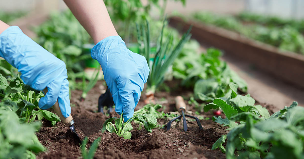 These 17 Foods Are Surprisingly Cheaper to Grow at Home Right Now